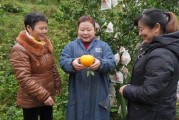 柑橘幼苗種植栽培技術(shù)_金蟬怎么養(yǎng)殖幼苗 柑橘幼苗種植栽培技術(shù)_金蟬怎么養(yǎng)殖幼苗