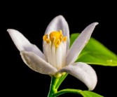 中國臍橙之鄉(xiāng)在哪個城市?。ㄖ袊毘犬a(chǎn)地產(chǎn)量排名）