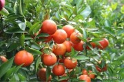 無公害柑橘的種植技術_農民說一瓶牛奶讓黃瓜產(chǎn)量翻倍