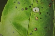 柑橘種植技術(shù)圖譜_那卷葉有些什么好的辦法可以解決呢