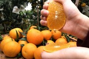 愛媛38是什么_麥可特和愛媛38號是一樣的嗎