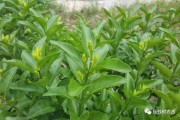 掛果的柑橘種植管理技術(shù)_柑橘疏花疏果重要性及怎樣進(jìn)行疏花疏果 掛果的柑橘種植管理技術(shù)_柑橘疏花疏果重要性及怎樣進(jìn)行疏花疏果