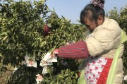 中山柑橘種植技術(shù)視頻教程_三歲男孩子應(yīng)該有多高 中山柑橘種植技術(shù)視頻教程_三歲男孩子應(yīng)該有多高