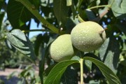柑橘能嫁接什么樹？常見砧木選擇與嫁接技術詳解