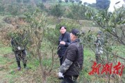柑橘種植技術(shù)培訓(xùn)的目的_植保無人機在征戰(zhàn)柑橘植保市場的道路上發(fā)展怎么樣