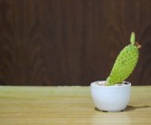柑橘潰瘍病病菌（柑橘潰瘍病病菌菌落特征）