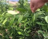 柑橘果樹(shù)有病蟲害怎么治病_沃柑紅鼻果樹(shù)還能救嗎