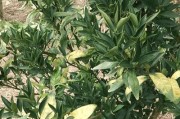 柑橘種植技術(shù)交流群_地?cái)偵赓嵈箦X(qián)的有哪些 柑橘種植技術(shù)交流群_地?cái)偵赓嵈箦X(qián)的有哪些
