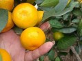 沃柑提苗專用水溶肥有哪些品種（沃柑水肥管理技術(shù)）