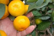 沃柑什么時候開花才正常呢（沃柑什么時候開始花芽分化）