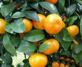 柑橘粉虱用什么藥效果好一點(diǎn)（柑橘粉虱打什么藥）