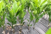 柑橘嫁接后怎樣管理才好_柚子樹(shù)嫁接成耙耙柑果樹(shù)