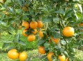 川津1號柑橘川津5號能在廣州種植嗎？氣候適應性及栽培要點解析