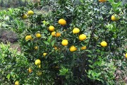 兩年生柑橘苗種植技術(shù)_沃柑兩年苗夏稍用什么藥防治蚜蟲跟青蟲
