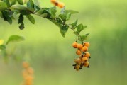 柑橘晚熟品種冬季管理技術(shù)論文(晚熟柑橘產(chǎn)業(yè)集群) 柑橘晚熟品種冬季管理技術(shù)論文(晚熟柑橘產(chǎn)業(yè)集群)