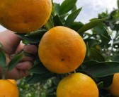 柑橘烏云citrus：酸甜風(fēng)暴席卷味覺星云的幻色夢(mèng)境