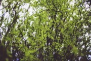 柑橘樹春梢葉片藥害圖片防治(柑橘樹春天發(fā)的枝怎樣修剪) 柑橘樹春梢葉片藥害圖片防治(柑橘樹春天發(fā)的枝怎樣修剪)