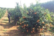 柑橘地苗的種植技術(shù)_果農(nóng)種植6畝柑桔能否申請(qǐng)?jiān)O(shè)施農(nóng)用地