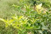 柑橘有機(jī)農(nóng)業(yè)種植技術(shù)_有什么菌種可以分解豬糞沼液的鹽分嗎