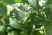 十州柑橘種植技術_如何才能達到味甜皮薄渣少的效果