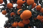 愛(ài)媛橙和愛(ài)媛38的區(qū)別_這些水果主要銷往哪些地方 愛(ài)媛橙和愛(ài)媛38的區(qū)別_這些水果主要銷往哪些地方