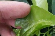 柑橘卷葉是不是有病蟲害_你認為柑桔藥害發(fā)生的主要原因有哪些呢