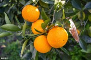 柑橘農(nóng)業(yè)種植技術(shù)_奧林達(dá)柑橘種植技術(shù) 柑橘農(nóng)業(yè)種植技術(shù)_奧林達(dá)柑橘種植技術(shù)