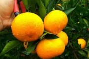 沒(méi)成熟柑子可以吃嗎（沒(méi)成熟柑子可以吃嗎視頻）