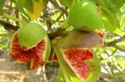 明日見柑橘怎么樣？全面解析其口感、種植前景與市場(chǎng)反饋