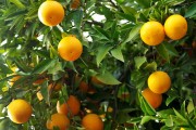 具體的種植柑橘技術_沙田柚種植新技術有哪些
