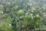 柑橘的最新病蟲害防治_柑橘怎么防霉爛