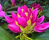 柑橘現(xiàn)蕾期噴什么藥（柑橘在花蕾期可以?；▎?）
