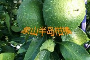 甘平柑橘耐寒嗎冬天怎么養(yǎng)護(hù)呢視頻(甘平柑橘耐寒嗎冬天怎么養(yǎng)護(hù)呢視頻教程) 甘平柑橘耐寒嗎冬天怎么養(yǎng)護(hù)呢視頻(甘平柑橘耐寒嗎冬天怎么養(yǎng)護(hù)呢視頻教程)
