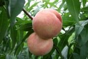 日本柑橘機(jī)械化種植技術(shù)_一直對(duì)農(nóng)業(yè)感興趣