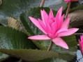 桂林柑橘種植大戶有哪些（桂林柑橘種植基地）