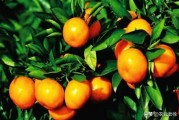 柑橘種植施肥技術(shù)技巧圖片_果樹幼苗用尿素的正確方法 柑橘種植施肥技術(shù)技巧圖片_果樹幼苗用尿素的正確方法