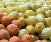 全球頂尖柑橘品種權(quán)威盤點：揭秘世界上最頂級柑橘品種排名榜單