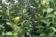 柑橘修剪管理與病蟲(chóng)害防治_如何防治柑桔害螨