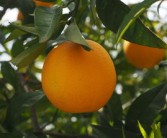 臍橙?；ū９奶匦帲毘缺９檬裁此幾詈谜埻扑]）