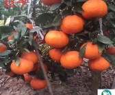 柑橘管理技術(shù)學(xué)習(xí)（柑橘的管理方法）
