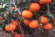柑橘管理技術(shù)學(xué)習(xí)（柑橘的管理方法）