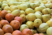 如何識(shí)別柑橘四種樹(shù)形：從特征到養(yǎng)護(hù)的實(shí)用鑒別指南