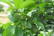 第一年柑橘樹(shù)種植技術(shù)_2ph柑橘種植技術(shù) 第一年柑橘樹(shù)種植技術(shù)_2ph柑橘種植技術(shù)