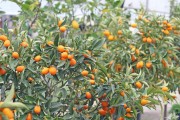 柑橘種植三早技術(shù)_新手如何選擇柑橘苗木 柑橘種植三早技術(shù)_新手如何選擇柑橘苗木