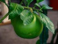 柑橘黃龍病癥狀圖全解析：葉片黃化特征與識(shí)別指南