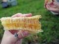 脆蜜金柑適合庭院栽培嗎視頻（脆蜜金柑皮能吃嗎）