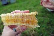 脆蜜金柑適合庭院栽培嗎視頻（脆蜜金柑皮能吃嗎）
