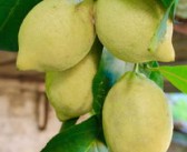 柑橘什么時(shí)候長芽才結(jié)果呢（柑橘樹幾月份發(fā)芽）