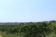 幾十畝柑橘種植技術(shù)_不同柑橘品種套種 幾十畝柑橘種植技術(shù)_不同柑橘品種套種