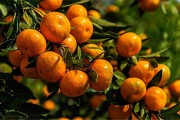 柑橘種植技術(shù)地形_種植臍橙北坡地勢(shì)合適嗎 柑橘種植技術(shù)地形_種植臍橙北坡地勢(shì)合適嗎